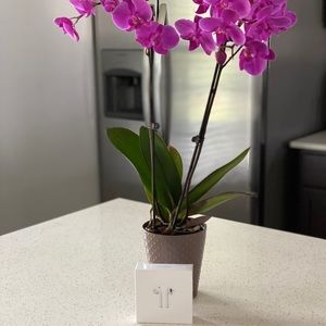 Authentic Apple AirPods 2nd Generation Brand New